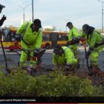Na trzech pętlach sadzonych jest 2 800 krzewów, fot. ZOM